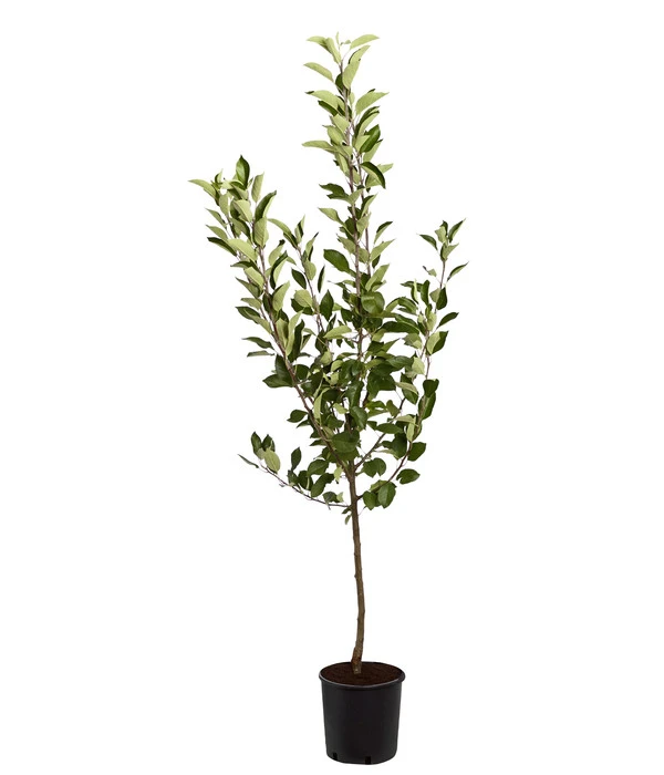 Sommerapfel 'Roter James Grieve' 4 Sommerapfel 'Roter James Grieve' – Bild 2