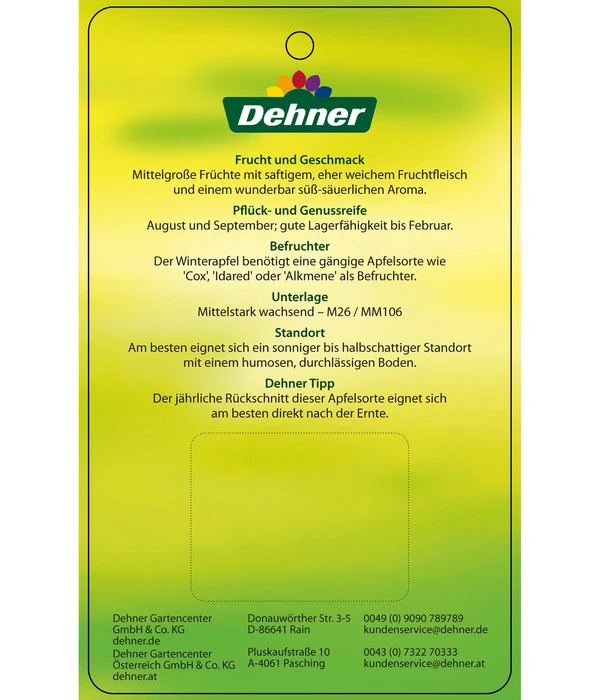 Sommerapfel 'Roter James Grieve' 7 Sommerapfel 'Roter James Grieve' – Bild 5