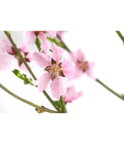 Säulennektarine 'Fantasia' -Garten Umfassend Geschäft 7752710 WE DE 001 PrunusSauelennektarineFantasia