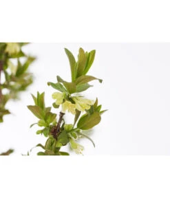 Sibirische Blaubeere 'MyBerry® Sweet' -Garten Umfassend Geschäft 7756463 PR DE 001 SibirischeBlaubeereMyBerrySweet5LDehnerExpressZS