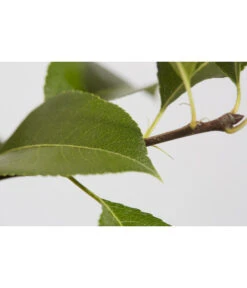 Süßkirsche 'Sunburst' -Garten Umfassend Geschäft 7760614 PR DE 001 KirscheSunburstPrunusBusch95LiterDehnerExpressZS