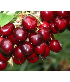 Süßkirsche 'Sunburst' -Garten Umfassend Geschäft 7760614 PR MO 001 KirscheSunburst