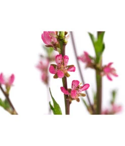 Tellerpfirsich 'Sugar Baby' -Garten Umfassend Geschäft 7763352 WE DE 001 PrunusTellerpfirsichSugarBaby