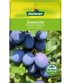 Zwetschge 'Kulinaria-Toptaste' -Garten Umfassend Geschäft 7763881 ZwetscheKulinariaToptaste Etikett 1
