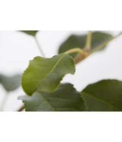 Herbstapfel 'Topaz' -Garten Umfassend Geschäft 7763931 PR DE 001 ApfelTopazMalusBusch95LiterDehnerExpressZS