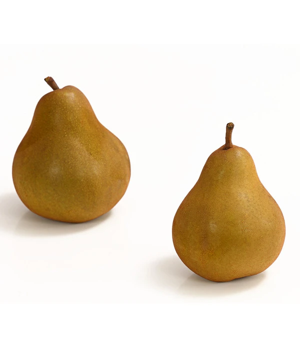 Winterbirne 'Uta' 5 Winterbirne 'Uta' – Bild 3