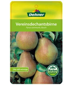 Herbstbirne 'Vereinsdechant' -Garten Umfassend Geschäft 7772064 BirneVereinsdechant Etikett 1