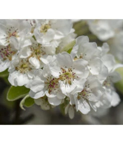 Herbstbirne 'Vereinsdechant' -Garten Umfassend Geschäft 7772064 PR FS 011 PyrusVereinsdechantBirnePixabay