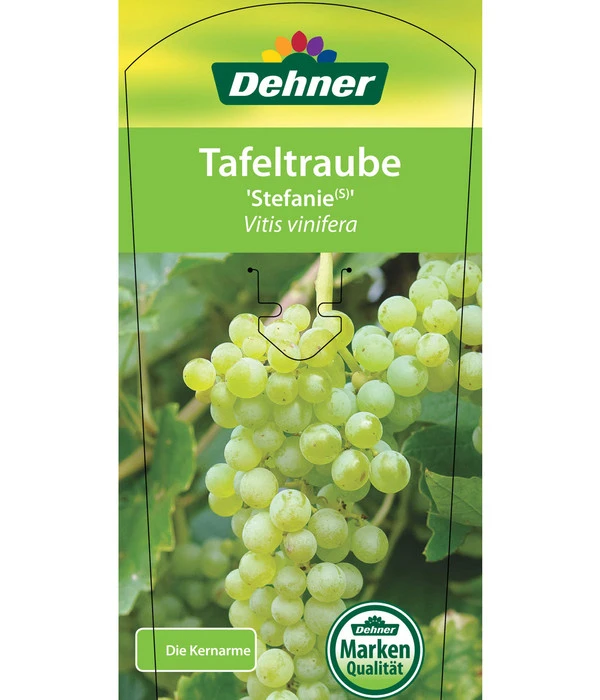 Tafeltraube 'Stefanie' 5 Tafeltraube 'Stefanie' – Bild 3