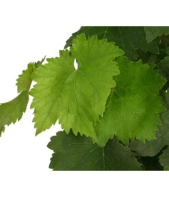 Tafeltraube, Kernlos, Verschiedene Sorten 7 Tafeltraube, Kernlos, Verschiedene Sorten -Garten Umfassend Geschäft 7773583 WE DE 001 VitisTafeltraubeDehner