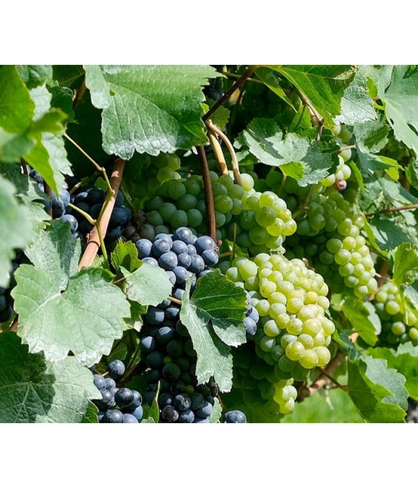 Tafeltraube, Kernlos, Verschiedene Sorten 3 Tafeltraube, Kernlos, Verschiedene Sorten