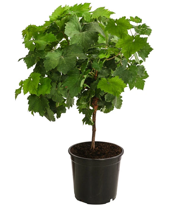 Tafeltraube, Kernlos, Verschiedene Sorten 4 Tafeltraube, Kernlos, Verschiedene Sorten – Bild 2