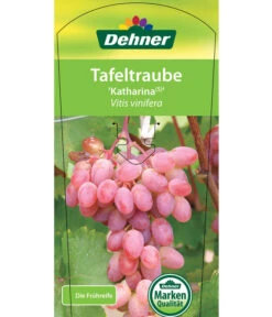 Tafeltraube 'Katharina' 9 Tafeltraube 'Katharina' -Garten Umfassend Geschäft 7773716 TafeltraubeKatharina Etikett 1