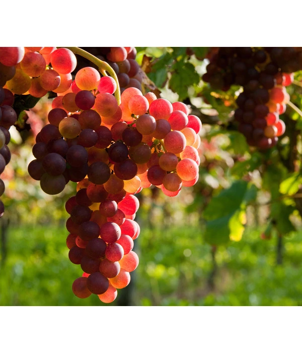 Tafeltraube 'Katharina' 3 Tafeltraube 'Katharina'