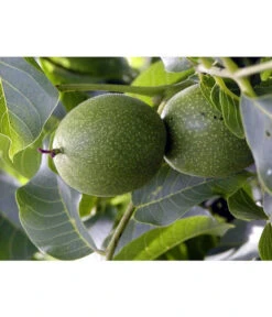 Moselaner Walnuss Klon 120 7 Moselaner Walnuss Klon 120 -Garten Umfassend Geschäft 7776800 WE DE GeisenheimerWalnussKlon120Pixabay