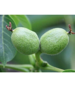 Weinheimer Walnuss Klon 139 -Garten Umfassend Geschäft 7776818 WE DE WeinheimerWalnussKlon139Pixabay