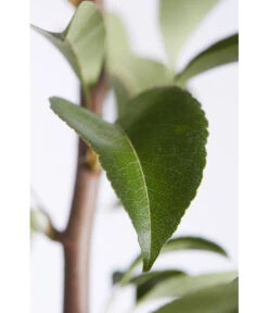 Birnen-Duo 'Williams Christ/Conference' 11 Birnen-Duo 'Williams Christ/Conference' -Garten Umfassend Geschäft 7780646 PR DE 001 BirneGuteLuiseWilliamChristDuo95LiterDehnerExpressZS