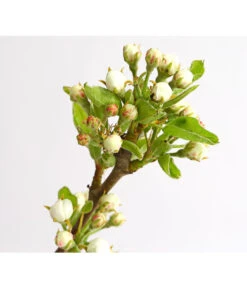 Birnen-Duo 'Williams Christ/Conference' 10 Birnen-Duo 'Williams Christ/Conference' -Garten Umfassend Geschäft 7780646 WE DE 001 BirneBirnenDuoWCGLDehnerExpressHerzig