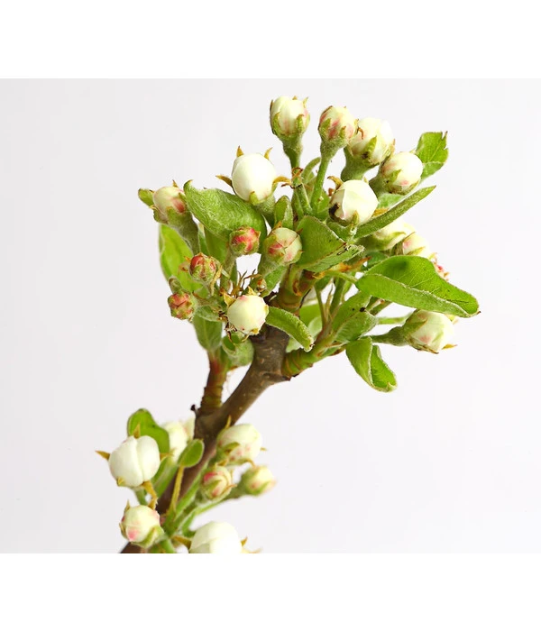 Birnen-Duo 'Williams Christ/Conference' 6 Birnen-Duo 'Williams Christ/Conference' – Bild 4