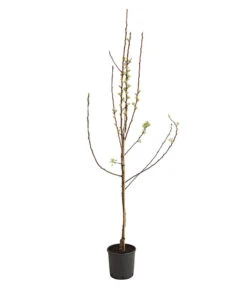 Birnen-Duo 'Williams Christ/Conference' 9 Birnen-Duo 'Williams Christ/Conference' -Garten Umfassend Geschäft 7780646 WE FS 001 BirneBirnenDuoWCGLDehnerExpressHerzig