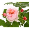 Edelrose 'Schöne Maid®' 1 Edelrose 'Schöne Maid®' -Garten Umfassend Geschäft 7801459 PR DE 002 SchoeneMaid6LiterEdelroseDehnerExpressHerzig