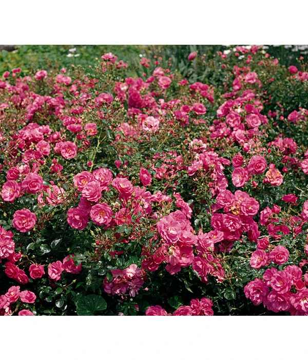 Bodendeckerrose 'Mirato®' 3 Bodendeckerrose 'Mirato®'