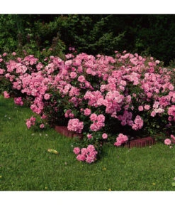 Bodendeckerrose 'Mirato®' 7 Bodendeckerrose 'Mirato®' -Garten Umfassend Geschäft 7803091 WE DE 002 BodendeckerRoseMiratoTantauPink