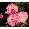 Bodendeckerrose 'Mirato®', 3er-Set -Garten Umfassend Geschäft 7803091 WE FS 001 BodendeckerRoseMiratoTantauPink