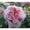 Edelrose 'Schöne Maid®' -Garten Umfassend Geschäft 7803554 PR DE 001 RoseSchoeneMainTatauRet