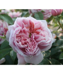 Edelrose 'Schöne Maid®'