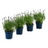Schmetterlings-Lavendel 'Royal Blue', 4er-Set -Garten Umfassend Geschäft 7805807 WE FS 001 LavendelpaketLavandulaSchmetterlingslavendel4PflanzenT12
