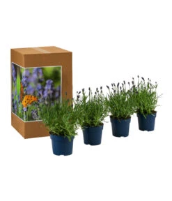 Schmetterlings-Lavendel 'Royal Blue', 4er-Set 6 Schmetterlings-Lavendel 'Royal Blue', 4er-Set -Garten Umfassend Geschäft 7805807 WE FS 002 LavendelpaketLavandulaSchmetterlingslavendel4PflanzenT12