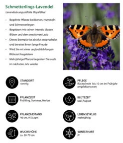 Schmetterlings-Lavendel 'Royal Blue', 4er-Set 7 Schmetterlings-Lavendel 'Royal Blue', 4er-Set -Garten Umfassend Geschäft 7805807 WE IG 001 SchmetterlingsLavendel