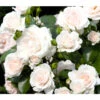 Rose 'Aspirin®', Stämmchen -Garten Umfassend Geschäft 7810476 PR DE 001 BodendeckerroseAspirinRet