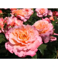 Rosen-Set Duftrosentraum, 3-teilig -Garten Umfassend Geschäft 7814536 BildD 001 EdelroseAugustaLuiseAugusta