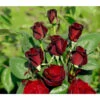 Edelrose 'Barkarole®' -Garten Umfassend Geschäft 7816499 BildFS 001 EdelroseBarkaroleBarkarole