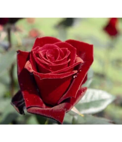 Edelrose 'Barkarole®' -Garten Umfassend Geschäft 7816499 PR DE 001 EdelroseBarkaroleTantau