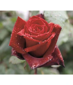 Edelrose 'Barkarole®' -Garten Umfassend Geschäft 7816499 PR DE 002 EdelroseBarkaroleTantau