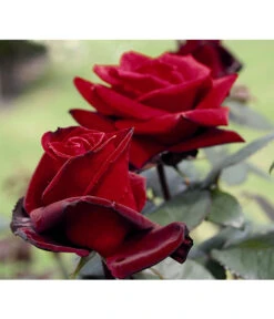 Edelrose 'Barkarole®' -Garten Umfassend Geschäft 7816499 PR DE 003 EdelroseBarkaroleTantau