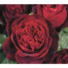 Nostalgie®-Edelrose 'Admiral®' 1 Nostalgie®-Edelrose 'Admiral®' -Garten Umfassend Geschäft 7826894 PR DE 002 RoseAdmiralTantau 1