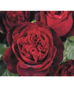 Rosen-Set Duftrosentraum, 3-teilig -Garten Umfassend Geschäft 7826894 PR DE 002 RoseAdmiralTantau