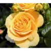 Edelrose 'Candlelight®' -Garten Umfassend Geschäft 7827215 PR DE 001 EdelroseCandlelightTantau