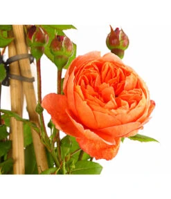 Englische Rosen 13 Englische Rosen -Garten Umfassend Geschäft 7842750 PR DE 001 EnglischeRosenDavidAustin6LiterSommerSongDehnerExpressHerzig