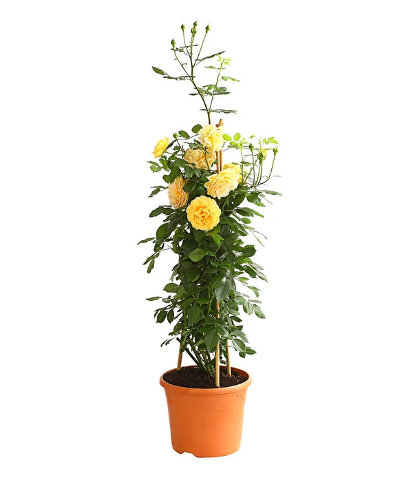 Englische Rosen 4 Englische Rosen – Bild 2