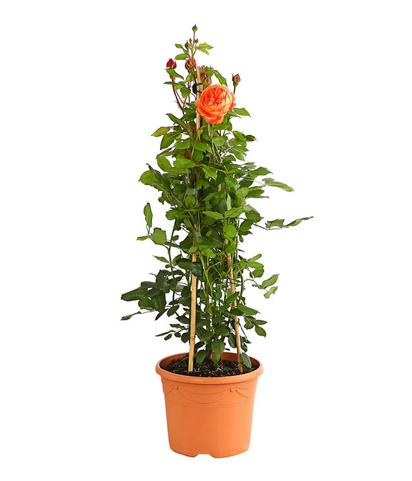 Englische Rosen 5 Englische Rosen – Bild 3