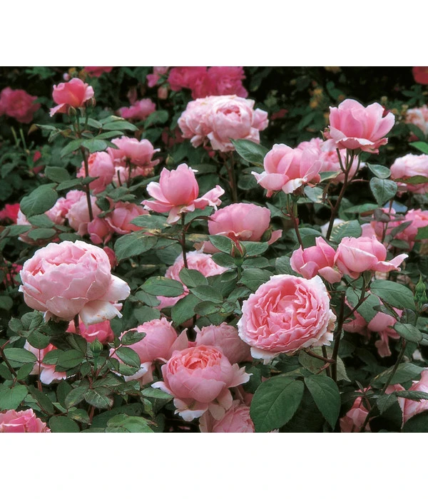 Englische Rosen 3 Englische Rosen