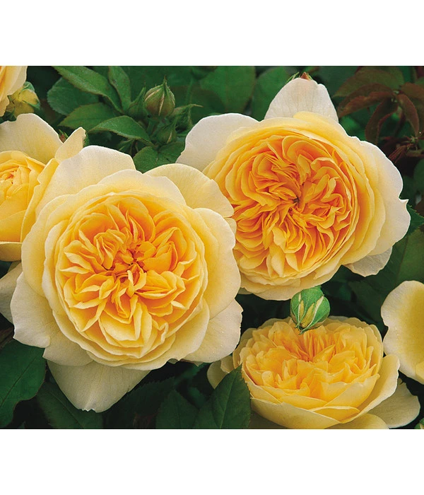 Englische Rosen 9 Englische Rosen – Bild 7