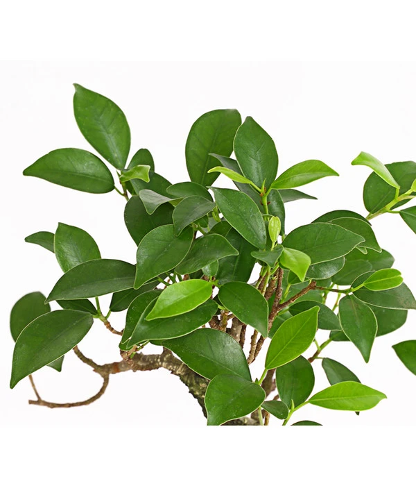 Bonsai Chinesischer Feigenbaum - Ficus Retusa, 6 Jahre 4 Bonsai Chinesischer Feigenbaum - Ficus Retusa, 6 Jahre – Bild 2