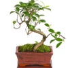 Bonsai Chinesischer Feigenbaum - Ficus Retusa, 6 Jahre -Garten Umfassend Geschäft 7976939 WE FS 001 BonsaiChinesischerFeigenbaumFicusRetusa6JahreDehnerExpressHerzig2