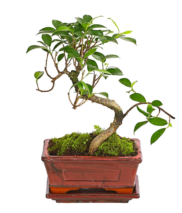 Bonsai Chinesischer Feigenbaum - Ficus Retusa, 6 Jahre 3 Bonsai Chinesischer Feigenbaum - Ficus Retusa, 6 Jahre